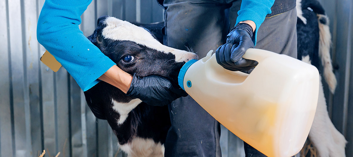 Vital Recover contro la disidratazione nei vitelli