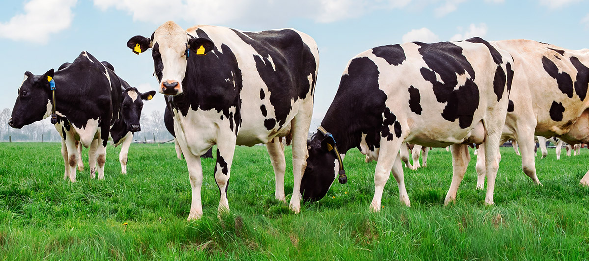 Pomaplus per mastite bovina