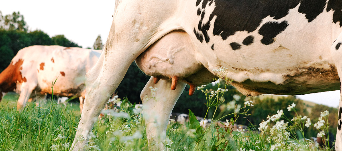 Pomaplus per mastite bovina